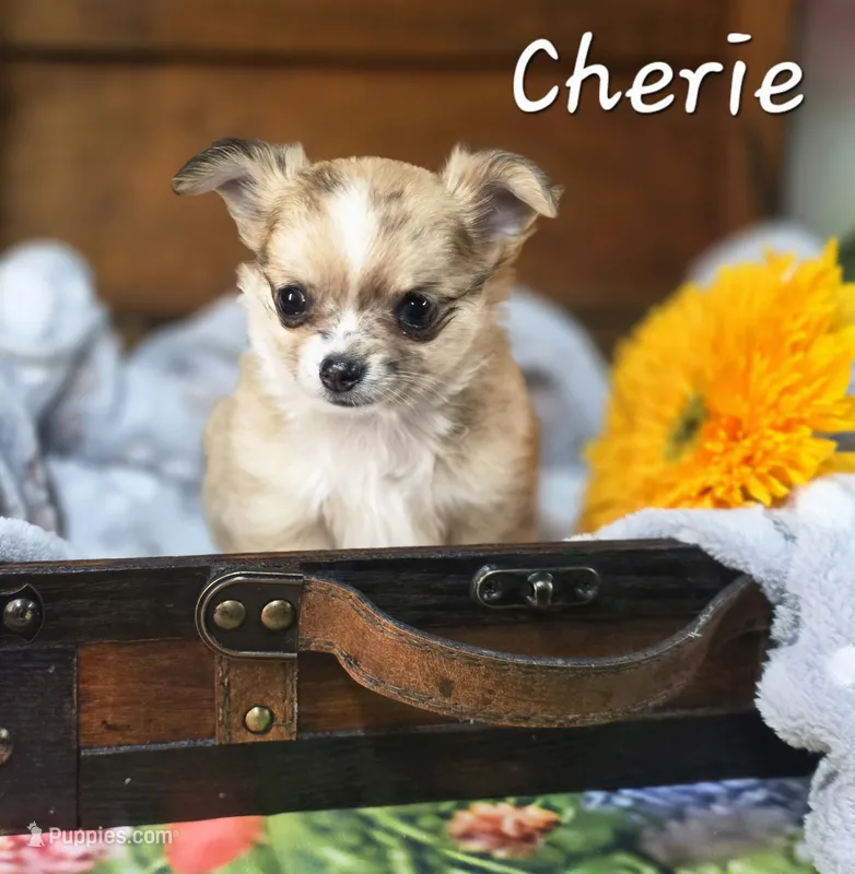 CKC Cherie  – Chihuahua puppy for sale in Homerville, GA