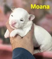 CKC Moana, a female Chihuahua for sale in Homerville, GA – 3 of 10