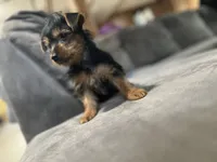 Ben, a male Yorkshire Terrier for sale in Royal Oak, MI – 2 of 2