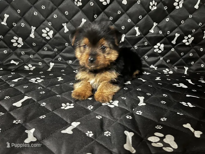 Henry – Yorkshire Terrier puppy for sale in Royal Oak, MI
