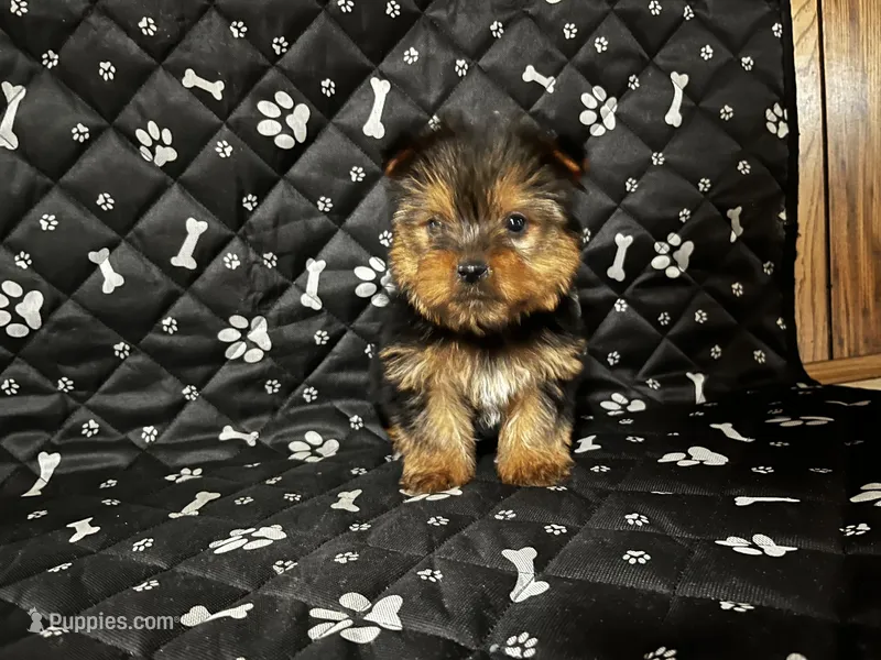 Jack – Yorkshire Terrier puppy for sale in Royal Oak, MI