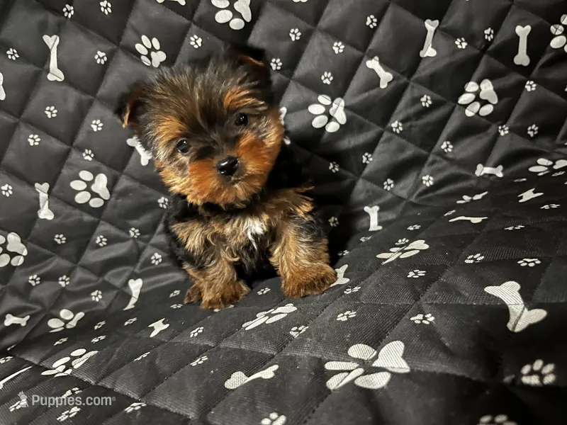 Jack, a male Yorkshire Terrier for sale in Royal Oak, MI – Photo 1 of 1