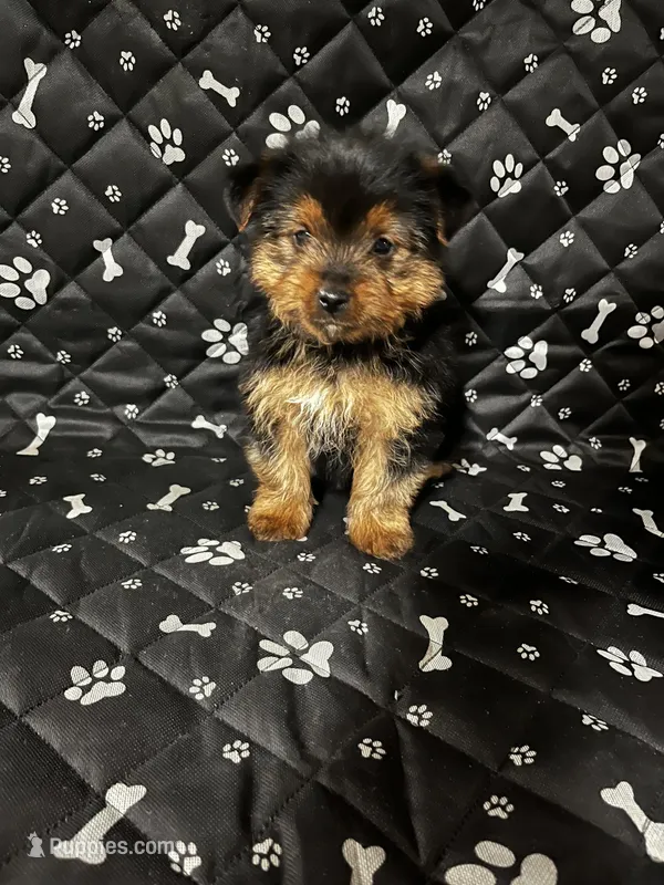 Baby boy , a male Yorkshire Terrier for sale in Royal Oak, MI – Photo 1 of 1