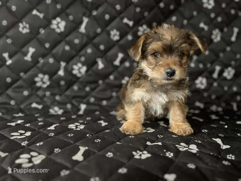 Max – Yorkshire Terrier puppy for sale in Royal Oak, MI