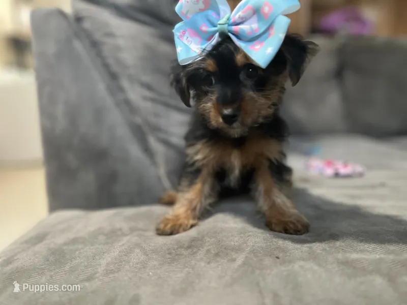 Bonnie – Yorkshire Terrier puppy for sale in Royal Oak, MI