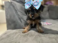 Bonnie, a female Yorkshire Terrier for sale in Royal Oak, MI – 1 of 2