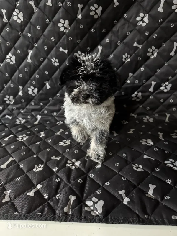 Gizmo – Havashire puppy for sale in Royal Oak, MI