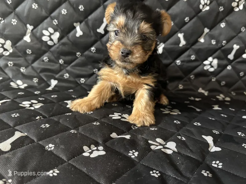 Gizmo – Yorkshire Terrier puppy for sale in Royal Oak, MI