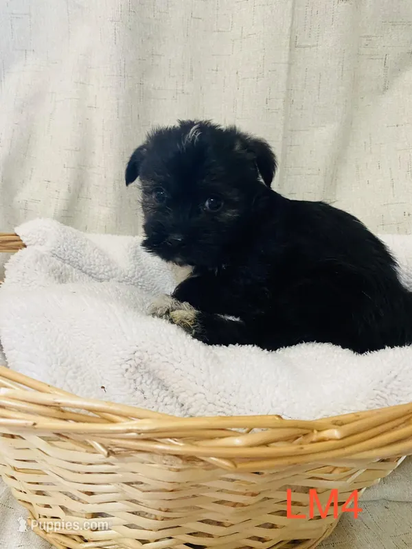 Jack – Havashire puppy for sale in Royal Oak, MI