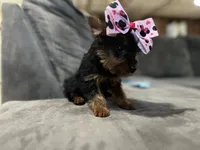 Lola, a female Yorkshire Terrier for sale in Royal Oak, MI – 2 of 2