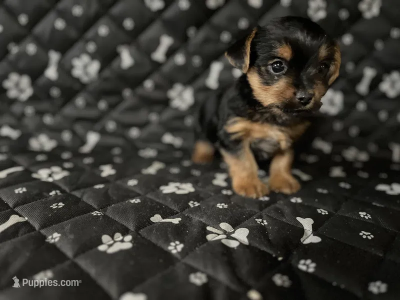 Henry – Yorkshire Terrier puppy for sale in Royal Oak, MI