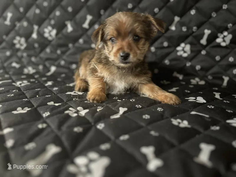 Eddie – Yorkshire Terrier puppy for sale in Royal Oak, MI