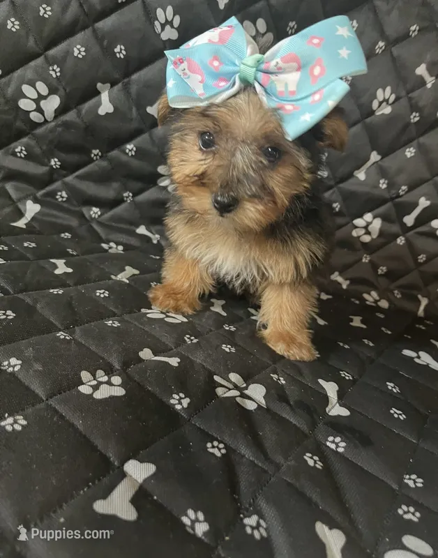 lola, a female Yorkshire Terrier for sale in Royal Oak, MI – 1 of 1