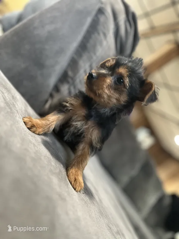 Ben – Yorkshire Terrier puppy for sale in Royal Oak, MI