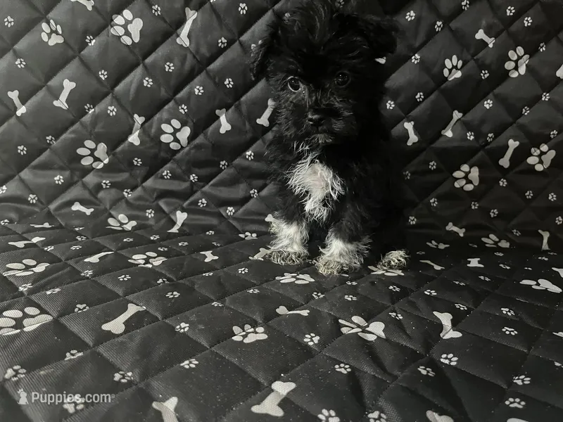 Rex – Havashire puppy for sale in Royal Oak, MI