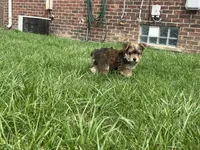 Max, a male Yorkshire Terrier for sale in Royal Oak, MI – Photo 2 of 3