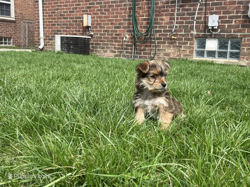 Max – Yorkshire Terrier puppy for sale in Royal Oak, MI