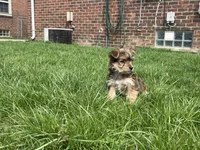 Max, a male Yorkshire Terrier for sale in Royal Oak, MI – Photo 1 of 3