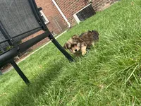 Max, a male Yorkshire Terrier for sale in Royal Oak, MI – Photo 3 of 3