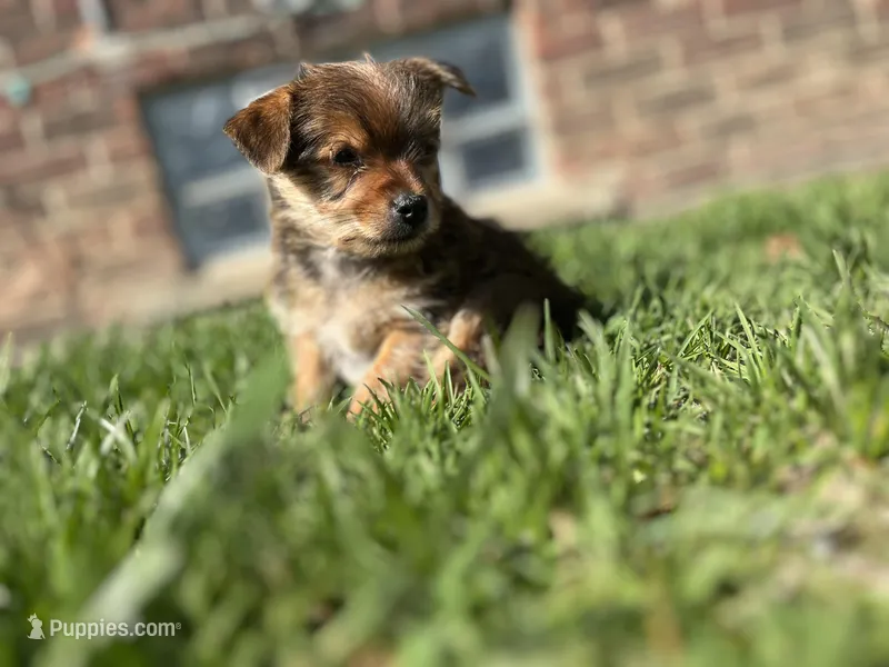 Henry – Yorkshire Terrier puppy for sale in Royal Oak, MI