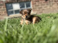 Henry, a male Yorkshire Terrier for sale in Royal Oak, MI – Photo 2 of 2