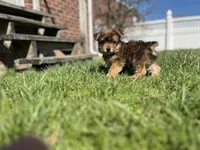 Eddie, a male Yorkshire Terrier for sale in Royal Oak, MI – Photo 1 of 2