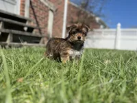 Eddie, a male Yorkshire Terrier for sale in Royal Oak, MI – Photo 2 of 2