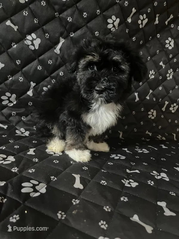 Henry, a male Havashire for sale in Royal Oak, MI – Photo 1 of 1
