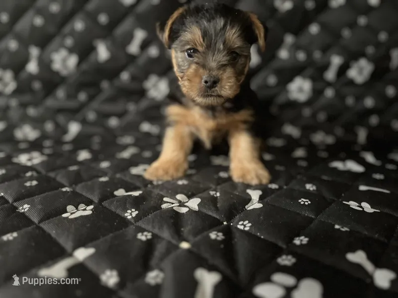Gizmo, a male Yorkshire Terrier for sale in Royal Oak, MI – Photo 1 of 1