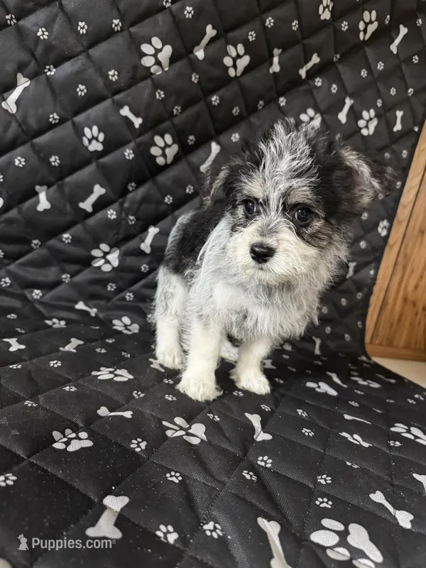 Eddie – Havashire puppy for sale in Royal Oak, MI