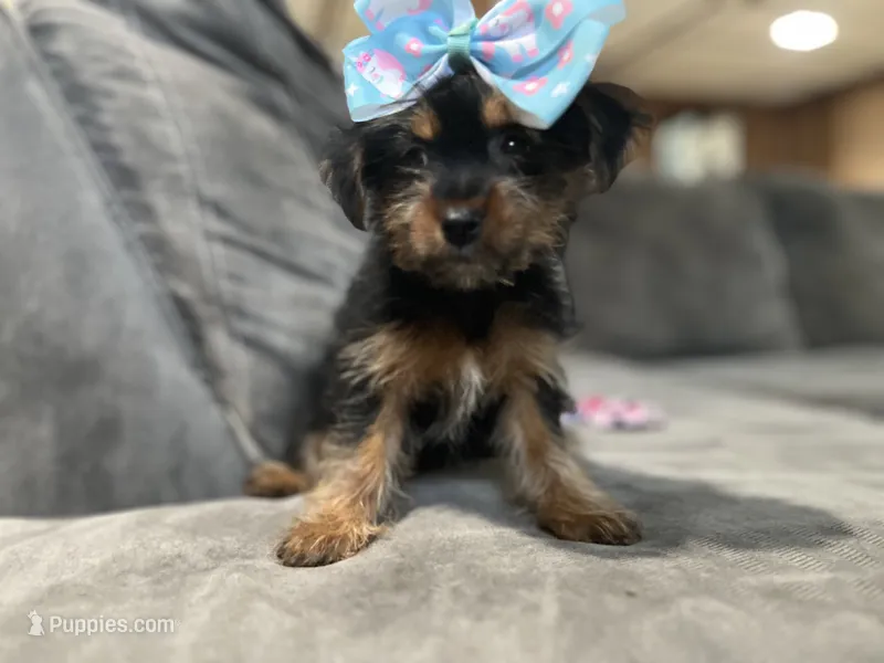 Bonnie – Yorkshire Terrier puppy for sale in Royal Oak, MI