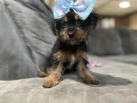 Bonnie, a female Yorkshire Terrier for sale in Royal Oak, MI – 1 of 2