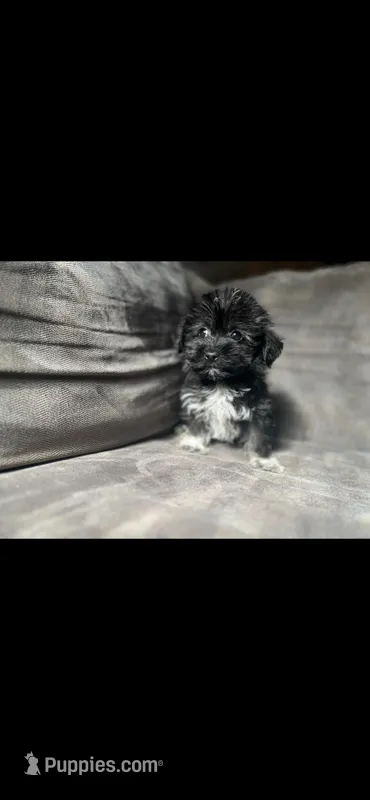 Jack – Havashire puppy for sale in Royal Oak, MI