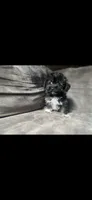 Jack, a male Havashire for sale in Royal Oak, MI – 1 of 1
