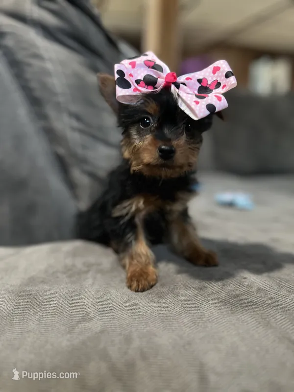 Lola – Yorkshire Terrier puppy for sale in Royal Oak, MI
