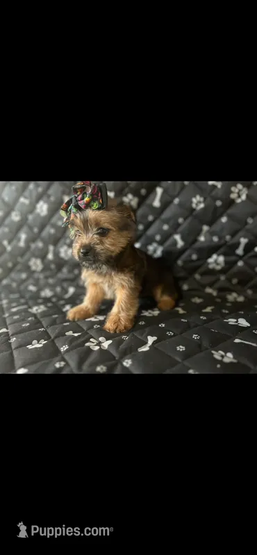 lily – Yorkshire Terrier puppy for sale in Royal Oak, MI