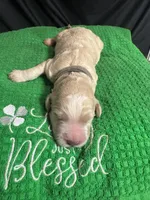 Wasabi, a male Bernedoodle for sale in Apopka, FL – Photo 4 of 4