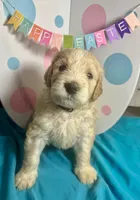 Wasabi, a male Bernedoodle for sale in Apopka, FL – Photo 1 of 4