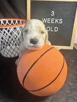 Wasabi, a male Bernedoodle for sale in Apopka, FL – Photo 2 of 4