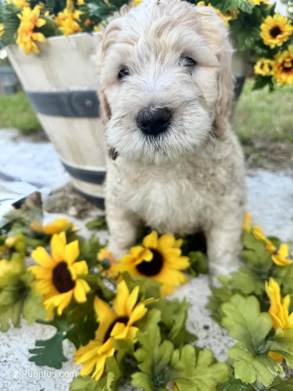 Wasabi – Bernedoodle puppy for sale in Apopka, FL