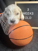 Wasabi, a male Bernedoodle for sale in Apopka, FL – Photo 3 of 4