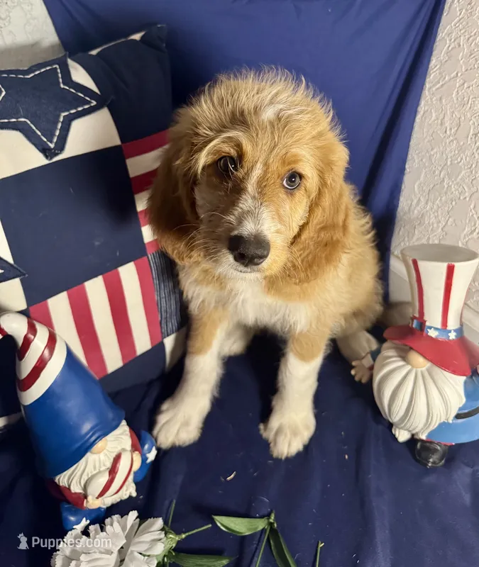 Ivy – Bernedoodle puppy for sale in Apopka, FL