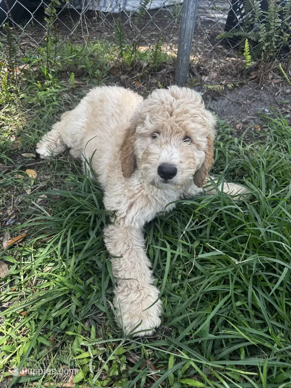 Oran – Bernedoodle puppy for sale in Apopka, FL