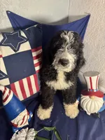 Kash, a male Bernedoodle for sale in Apopka, FL – 2 of 8