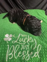 Shrek, a male Bernedoodle for sale in Apopka, FL – Photo 4 of 4