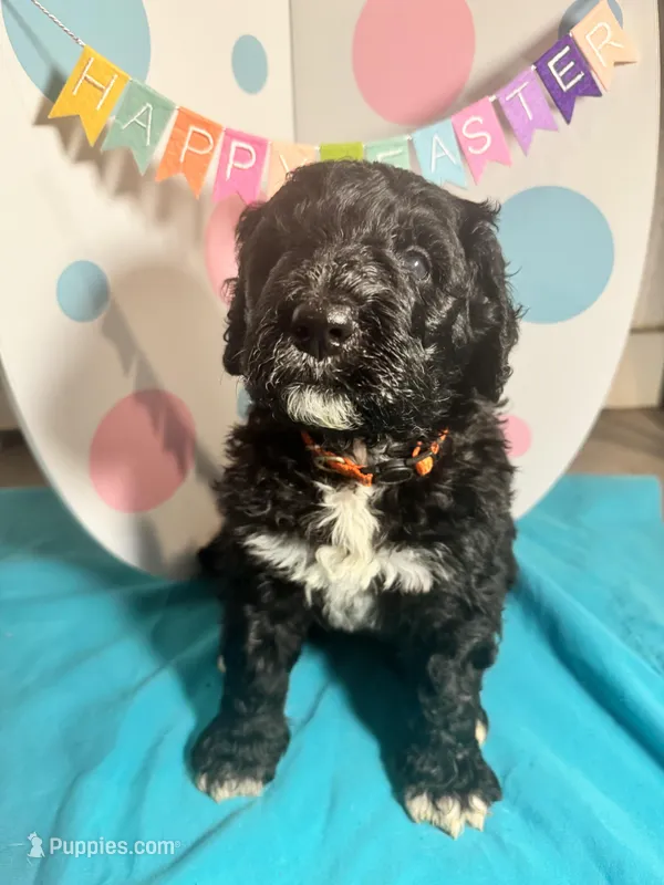 Shrek – Bernedoodle puppy for sale in Apopka, FL