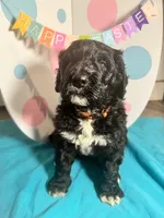 Shrek, a male Bernedoodle for sale in Apopka, FL – Photo 1 of 4