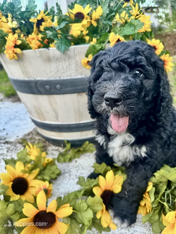 Shrek – Bernedoodle puppy for sale in Apopka, FL