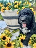 Shrek, a female Bernedoodle for sale in Apopka, FL – 3 of 6