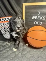 Shrek, a male Bernedoodle for sale in Apopka, FL – Photo 3 of 4